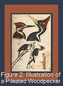 Figure 2: Illustration of a Pileated Woodpecker